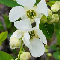 イベリス,ムスカリ,リキュウバイ,ルピナス,素敵な出会いに感謝の画像