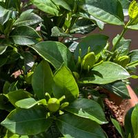 クチナシ,いい香り,お庭,白い花,金曜日の蕾たちの画像