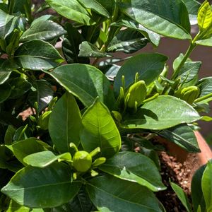 クチナシ,いい香り,お庭,白い花,金曜日の蕾たちの画像