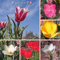 チューリップ,ノースポール,ムスカリ,リムナンテス,ラナンキュラス　ラックスの画像