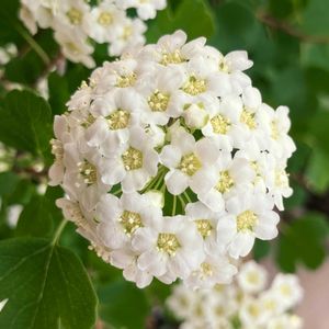 癒し,白が好き,#ガーデニング,エクステリアの画像