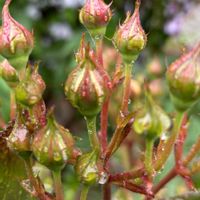 アジサイ,セージ,手乗りハス　暁天,バラミミエデン,チーム愛知の画像