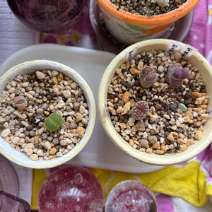 リトープス,ハオルチア パープルオブツーサ,多肉寄せ植え,ドロサンセマム ヒスピダム,ドロサンテマム　ヒスピダム　花弥生の画像