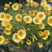 オキザリス,花のある暮らし,緑のある暮らし,お庭のお花,癒しの草花の画像