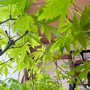 イロハモミジ,イロハモミジ,盆栽,実生,小品盆栽の画像