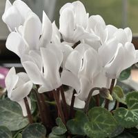 ガーデンシクラメン,白い花,花のある暮らし,暮らしを楽しむ,窓際族の画像