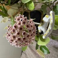 ホヤ・カルノーサ,ほしつながり,だいすきがいっぱい,たいせつななかま♡の画像