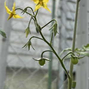 イチゴ,ミニトマト,ミニトマトの画像