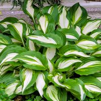 ギボウシ,ギボウシ 斑入り,庭の画像