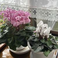 シクラメン,ガーデンシクラメン,ガーデンシクラメン,シクラメン・イリュージア・ピンクラテ,白い花の画像