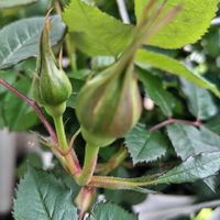 オリーブ,トケイソウ,ミニバラ,春,ベランダの画像