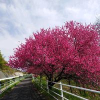 ハナモモの画像