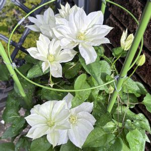 クレマチス,クレマチス 北浜,初心者,可愛い,春の訪れの画像