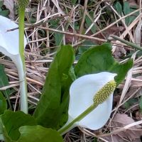 ミズバショウ,ミズバショウ,水芭蕉群生地,水芭蕉群生地,斑入り水芭蕉の画像