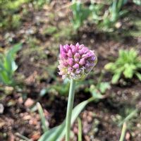 アリウムの画像