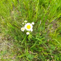 ヒメジョオンの画像