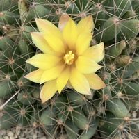 サボテン,多肉植物,開花,ビニールハウス,黄色の花の画像