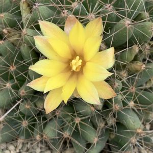 サボテン,多肉植物,開花,ビニールハウス,黄色の花の画像