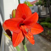 アマリリス,ガーデニング,テラス,ベランダ,玄関アプローチの画像