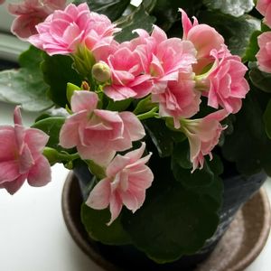 カランコエ,いいねをありがとうございます¨̮♡︎,GSのみなさんに感謝♡︎ʾʾ,キッチンの画像