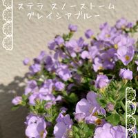 姫ウツギ,ポレモニウム,ステラ スノーストーム グレイシアブルー,アムソニア ストームクラウド,プランター植えの画像