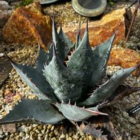 アガベ,アガベ パラサナ,アガベ属,ドライガーデン,アガベ男子の画像