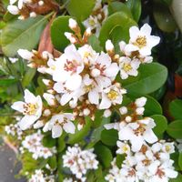 シャリンバイの画像