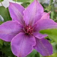 デルフィニウム,クレマチス ミゼットブルーの画像