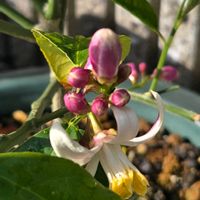 フェンネル,レモン,春菊,ブロッコリー,雨上がりの画像