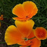 ハナビシソウ,ハナビシソウ,スマホ撮影,お出かけ先の画像