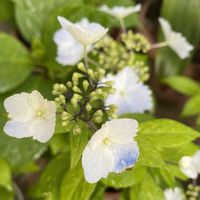 アジサイ,アジサイ,今日も元気に行きましょう♡,ベランダの画像