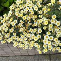 ノースポールの画像