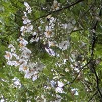 エゴノキの画像