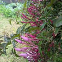 ハゴロモジャスミン,フューケラ,ミディ胡蝶蘭,いい感じ♪♪,三河千鳥の画像