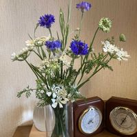 ヤグルマギク,オルレア,白い花,青い花大好きの画像