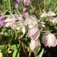 セッコク,デンドロビウム,デンドロビウム キンギアナム,鉢植え,ガーデニングの画像