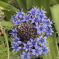 フランネルフラワー,フランネルフラワー 天使のウインク,オオツルボ,植物のある暮らし,お花を楽しむの画像