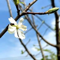 プルーン,プルーン,プルーン,4月,白いはなの画像