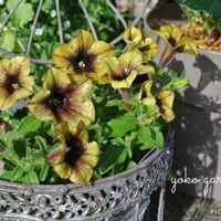 フリージア,ペチュニア,ペチュニア ヨコハマ トワイライト,ヨコハマトワイライト,ガーデニングの画像