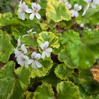 ペラルゴニウムの画像