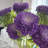 アスターの画像