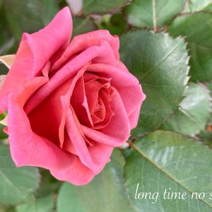 バラ,禅ローズ　禅,バラ 鉢植え,薔薇♪,ばら バラ 薔薇の画像