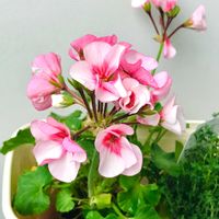 ゼラニウム,バルコニー/ベランダの画像