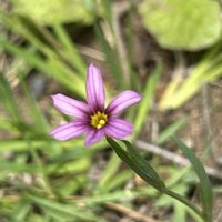 ニワゼキショウ,ニワゼキショウ,オオニワゼキショウ,オオニワゼキショウ,山野草の画像