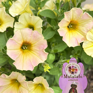 ペチュニア,成長記録,可愛い〜♡,イマニワ,花のある暮らしの画像