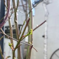 ミニドラゴンフルーツ,キングローズ,エピフィラム  ミニドラゴンフルーツ,つぼみ,挿し木の画像