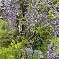 藤の花,花が好き,無農薬❤家庭菜園,野菜が好き,庭の画像