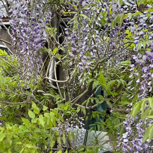藤の花,花が好き,無農薬❤家庭菜園,野菜が好き,庭の画像