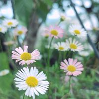 エリゲロン,マイガーデン,毎年咲く,吊り鉢,武器ではなく花をの画像