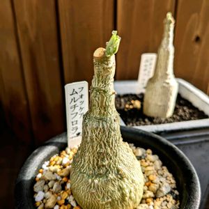 フォッケア　ムルチフローラ,多肉植物,塊根植物,コーデックス,癒し空間の画像